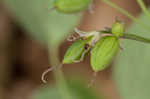 Southern meadow-rue